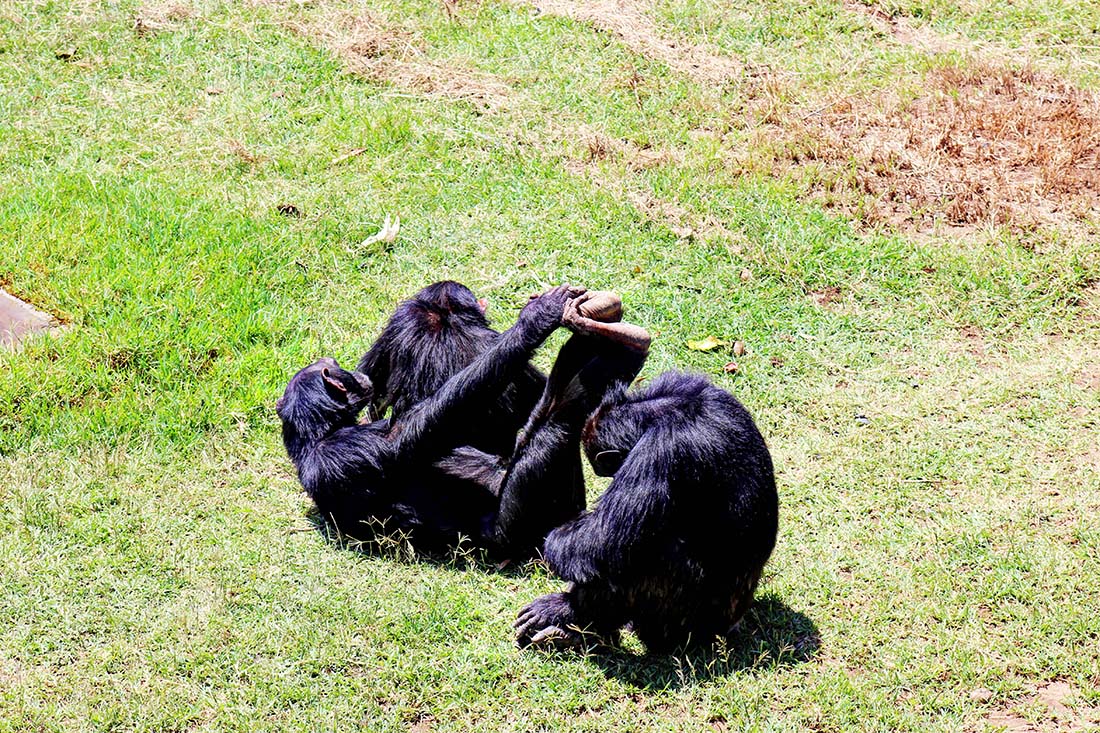 Sweetwaters Chimpanzee Sanctuary_Oscar and Co