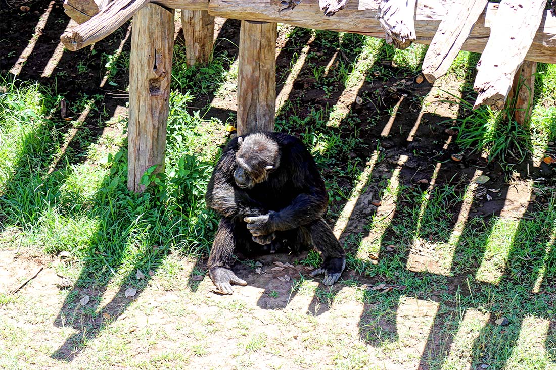Sweetwaters Chimpanzee Sanctuary_Oscar