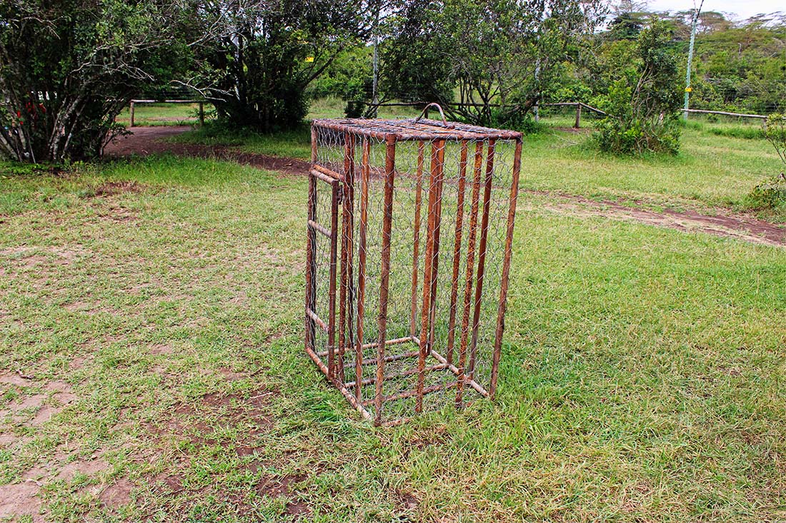 Sweetwaters Chimpanzee Sanctuary_Poco's cage