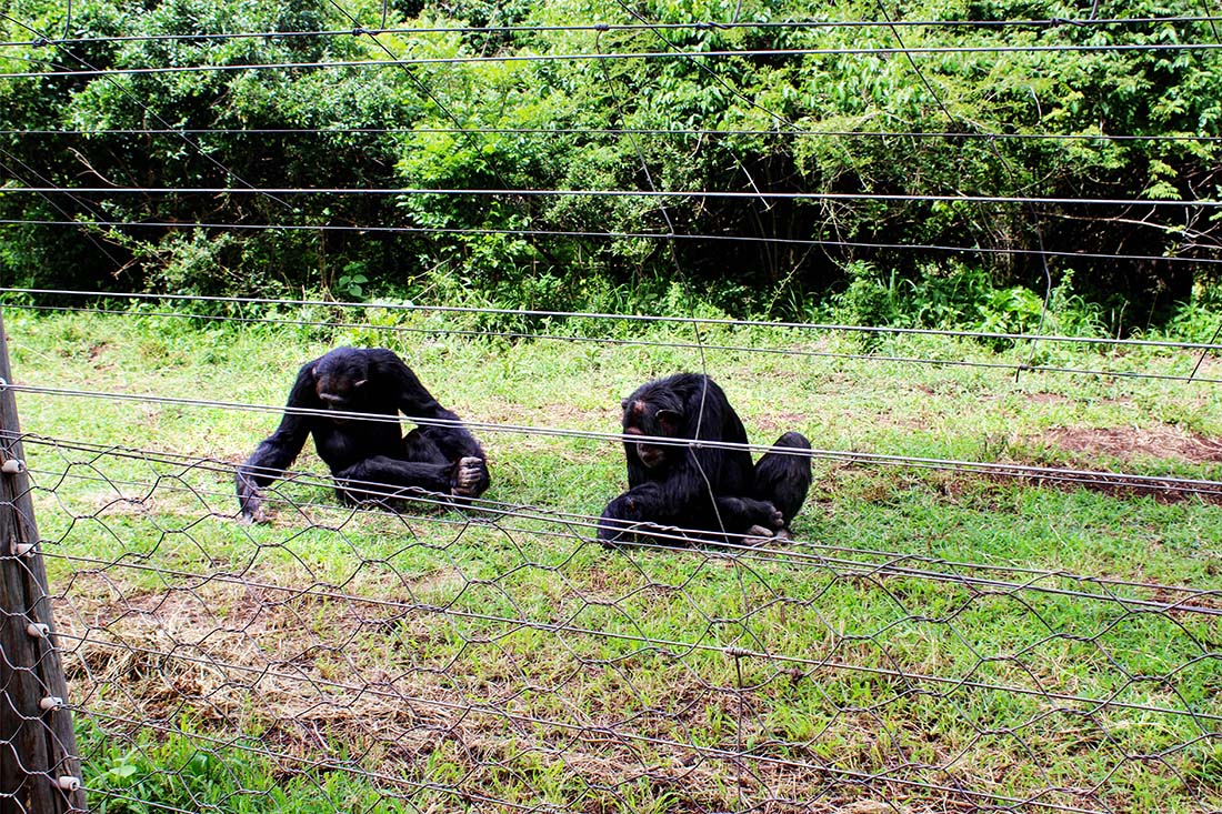 Sweetwaters Chimpanzee Sanctuary_day 2