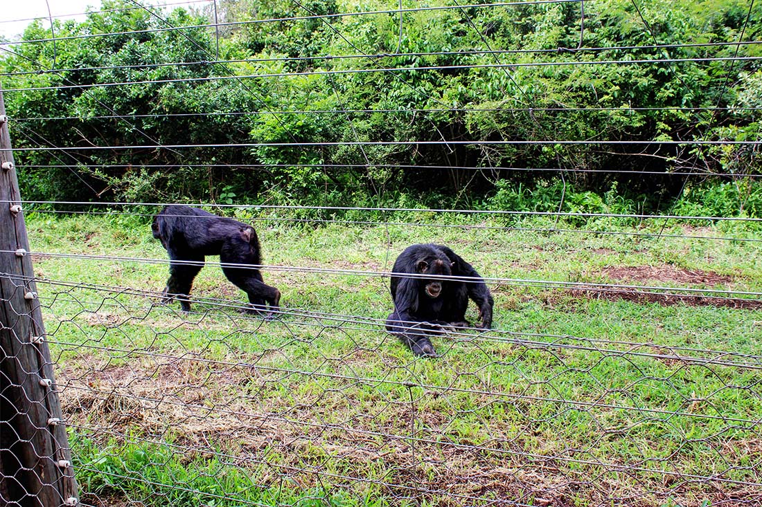 Sweetwaters Chimpanzee Sanctuary_day 2b