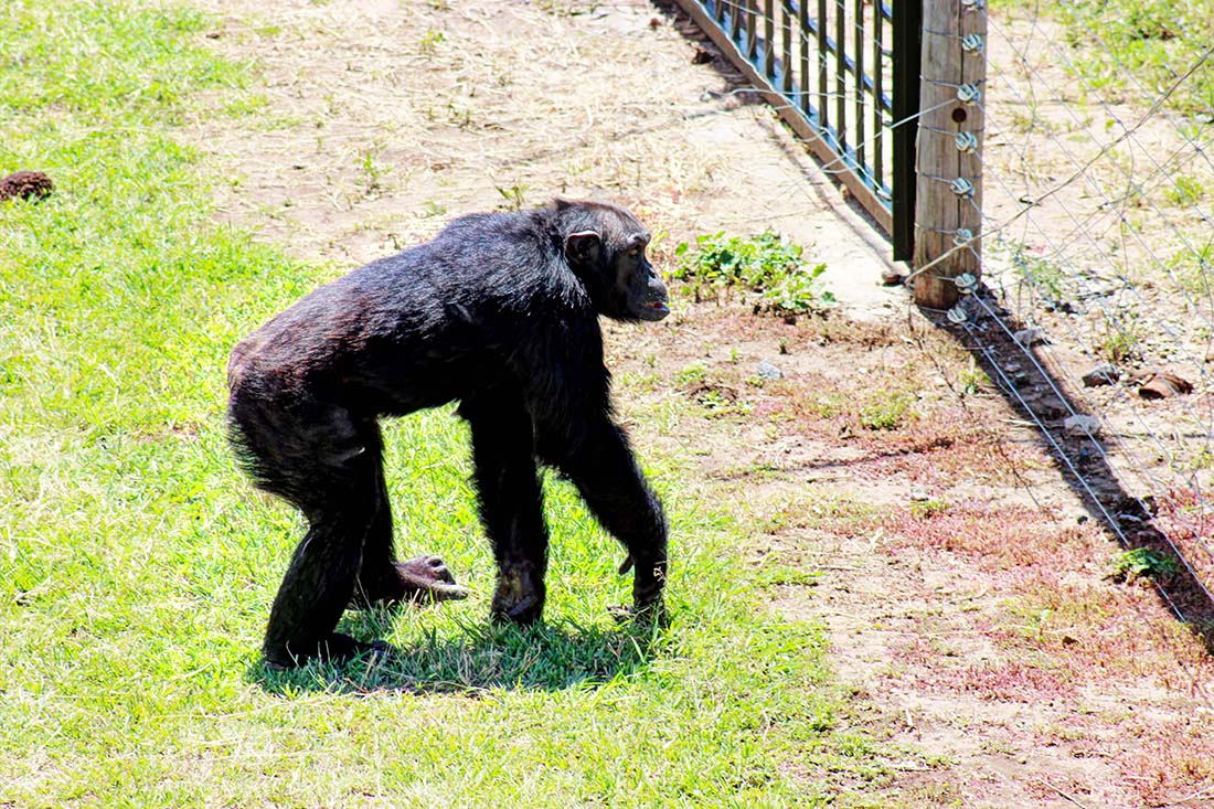 Sweetwaters Chimpanzee Sanctuary_feeding 2