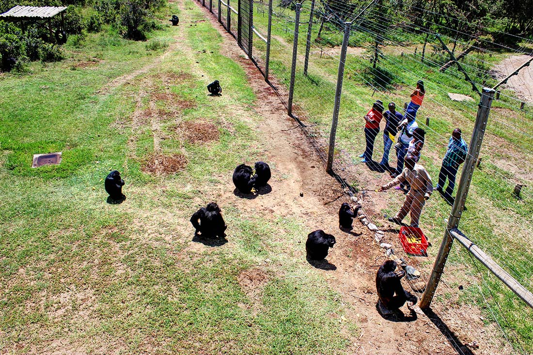 Sweetwaters Chimpanzee Sanctuary_feeding 3