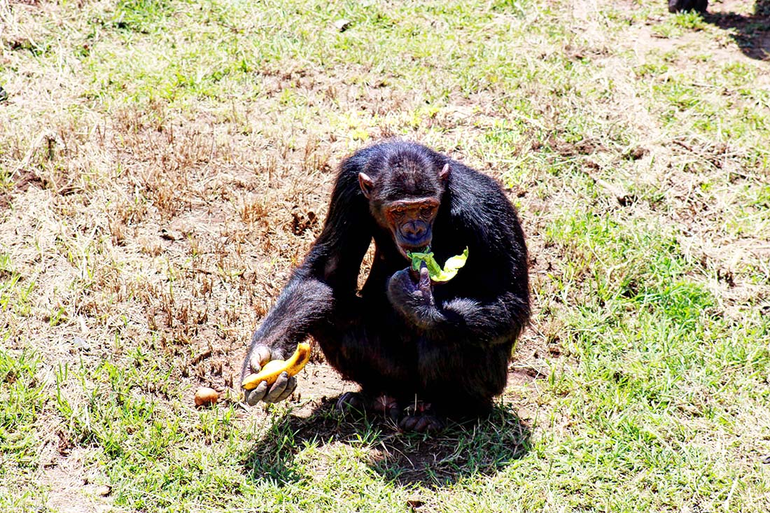 Sweetwaters Chimpanzee Sanctuary_feeding banana