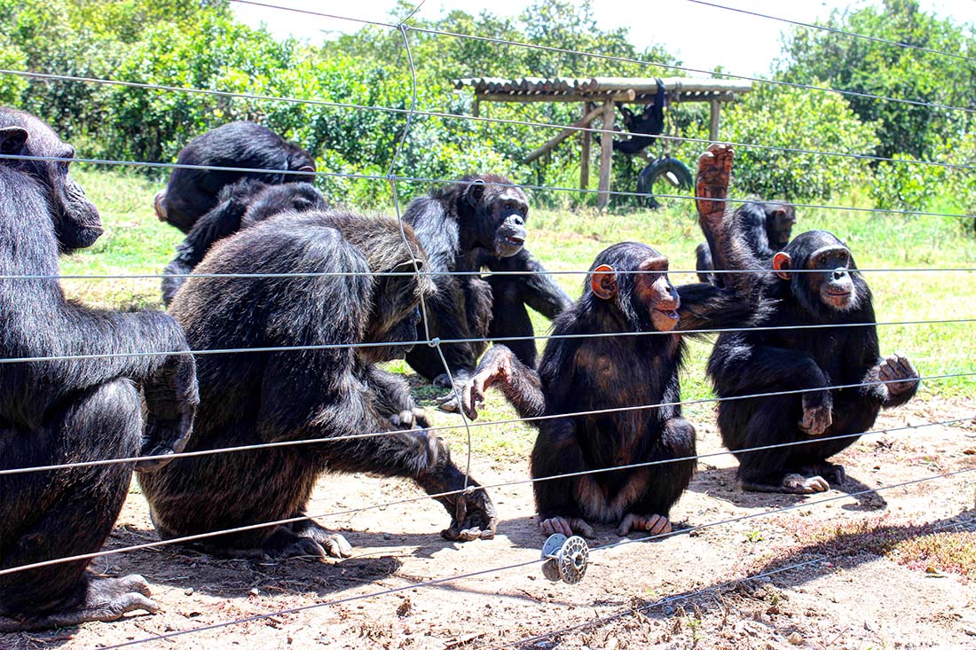 Sweetwaters Chimpanzee Sanctuary_feeding group 2
