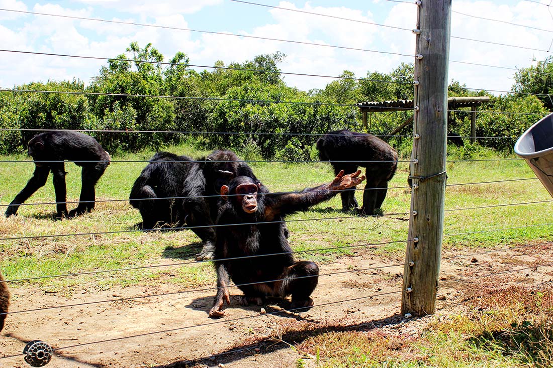 Sweetwaters Chimpanzee Sanctuary_feeding group 3