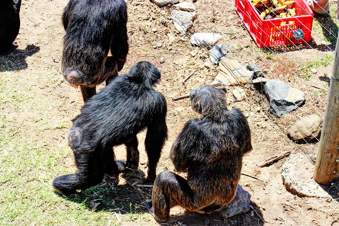 Sweetwaters Chimpanzee Sanctuary_feeding