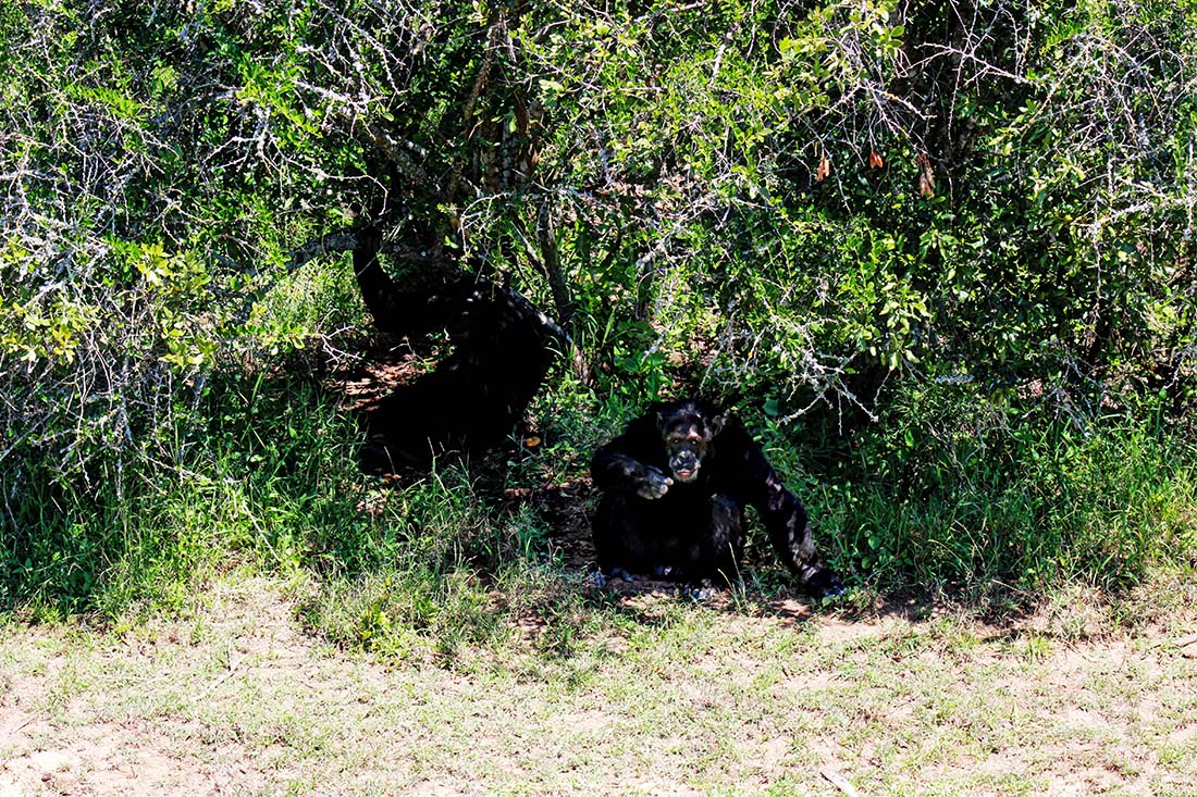 Sweetwaters Chimpanzee Sanctuary_in the bush