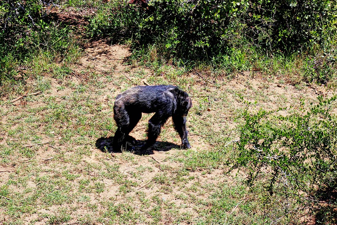Sweetwaters Chimpanzee Sanctuary_strolling