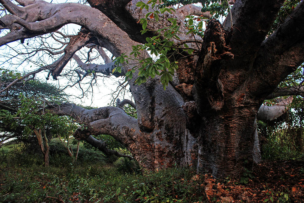 Takwa Ruins_Boabab