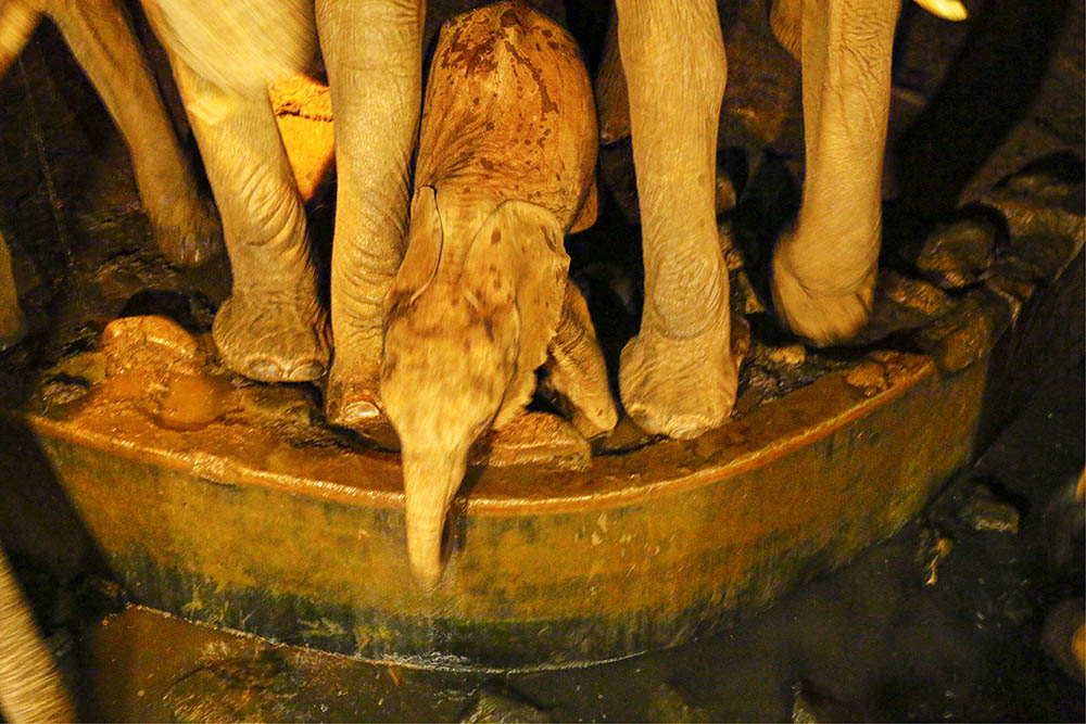 sarova-salt-lick-game-lodge_elephant-calf-drinking-water