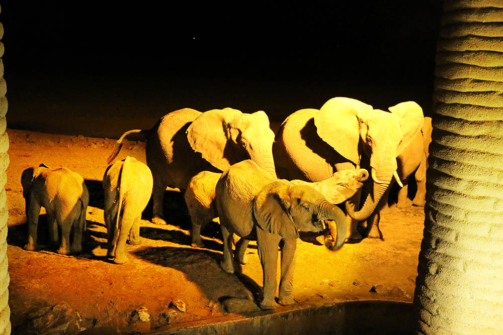 sarova-salt-lick-game-lodge_elephant-herd