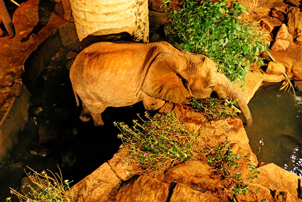 sarova-salt-lick-game-lodge_elephant-in-waterhole