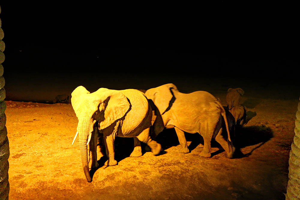 sarova-salt-lick-game-lodge_elephants1