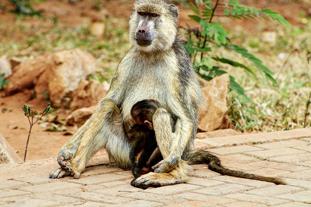sarova-salt-lick-game-lodge_female-baboon